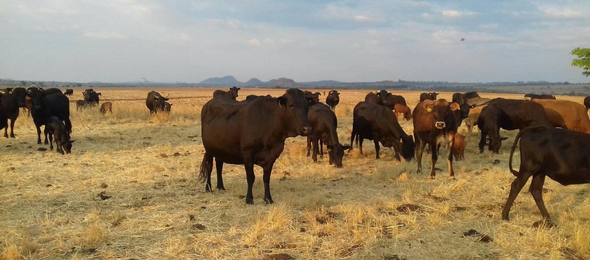 Mashona-Cattle-Society-Zimbabwe-herd-on dry-gold-grass